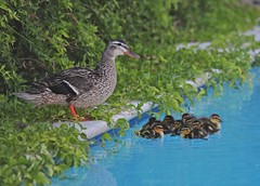 Baby Duck in Pool 2010