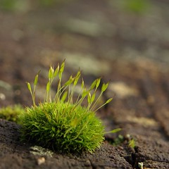 Moss & Lichen
