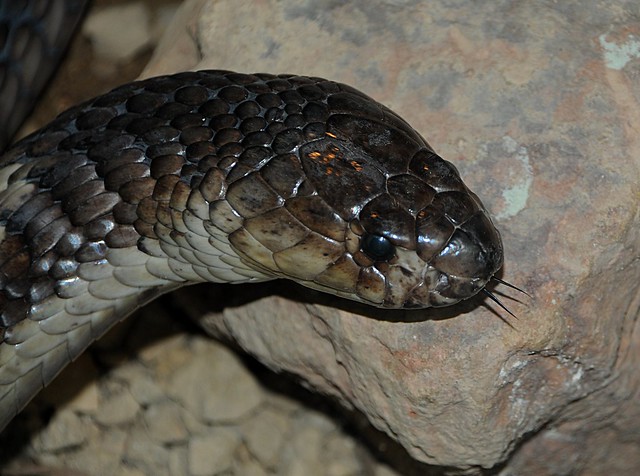 egyptian snouted cobra