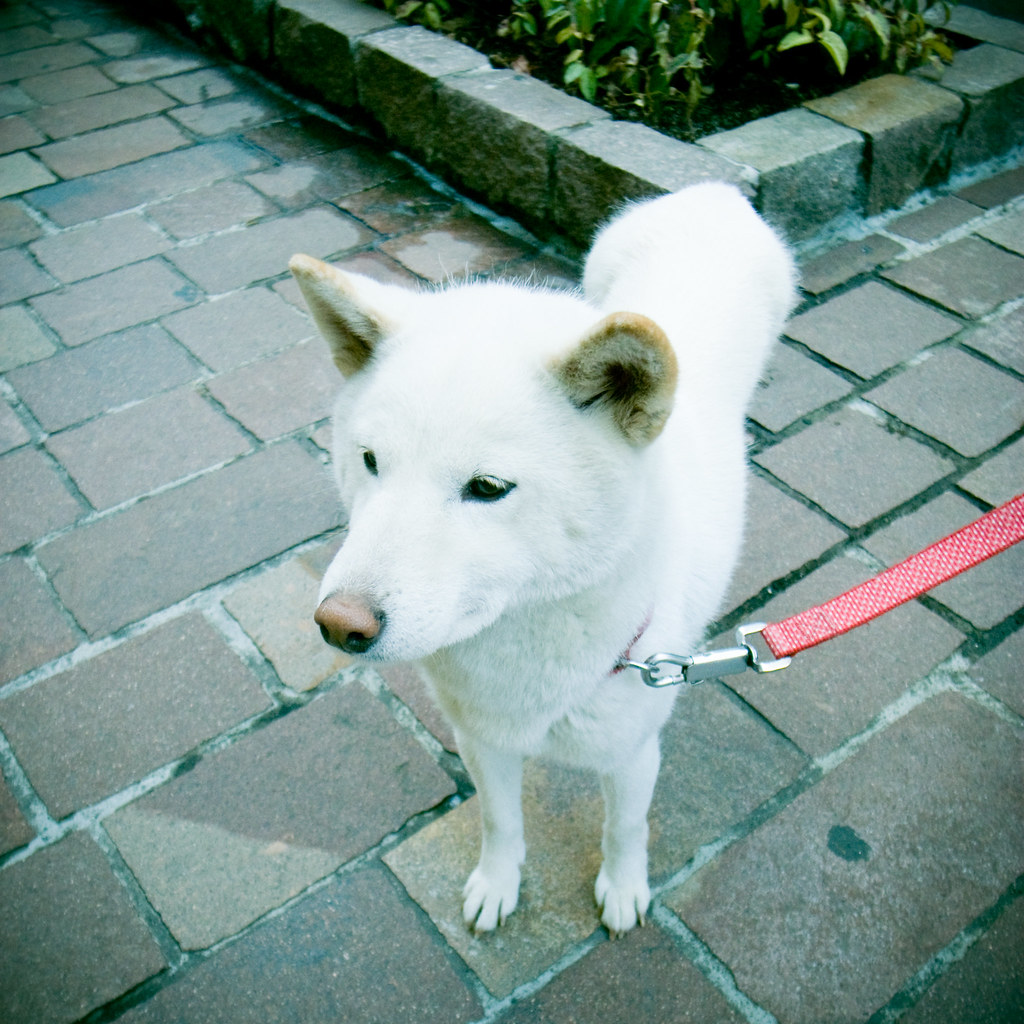 白い犬 2010/02/18 R0014040