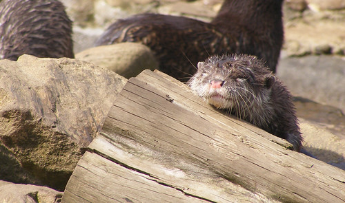 Otters playing
