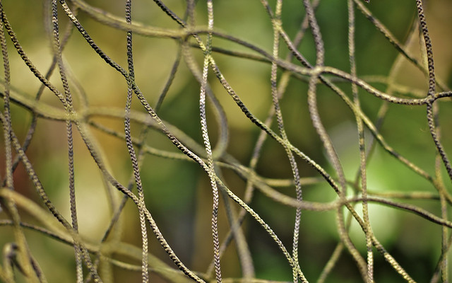 Rope Fence In The Rainforest Biodome