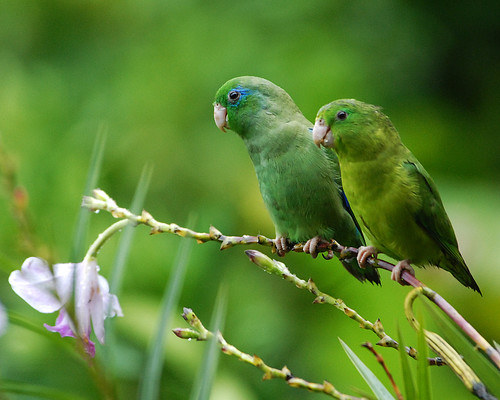 Mr. and Mrs. Spectacled Parrotlet
