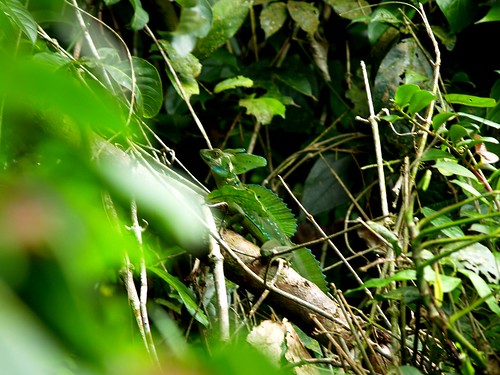 Green Basilisk in Tortuguero National Park