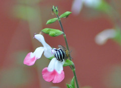 blue banded bee