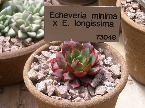 Echeveria minima x E. longissima by Ravens444