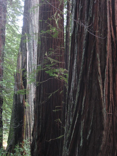 Redwood Series