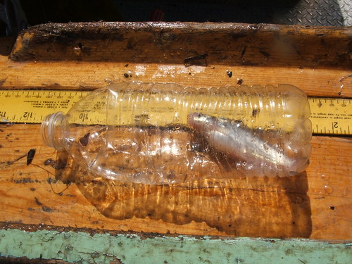 Catfish Stuck in a Plastic Bottle