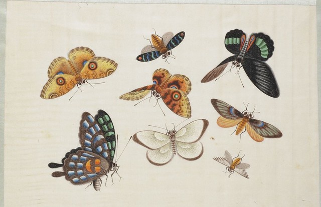 19th century watercolour insect sketch