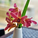 bintan lagoon - orchid