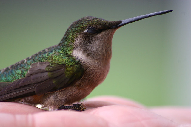 A ruby-throated hummingbird rescued after flying into a building at Wilderness Road State Park