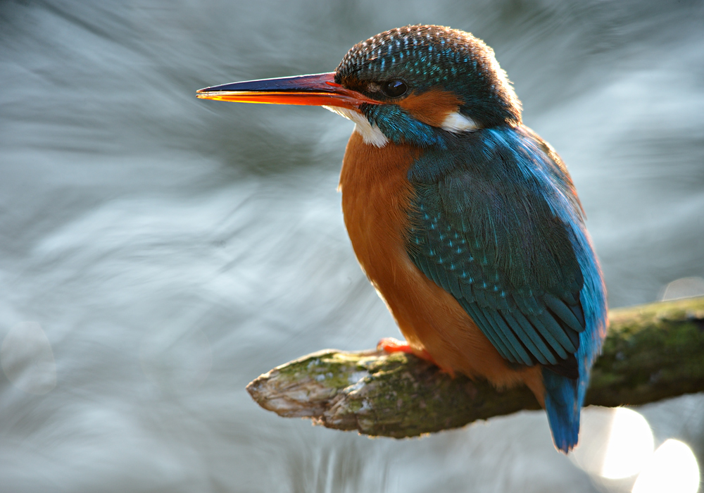 Kingfisher by Martin Amm