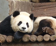 Shanghai Zoo China