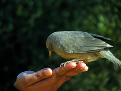 bird feeding