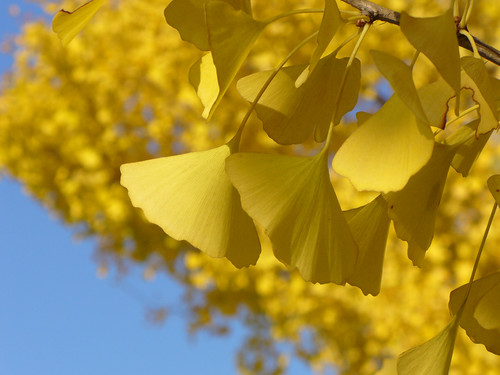 Ginkgo with beautiful yellow leaf