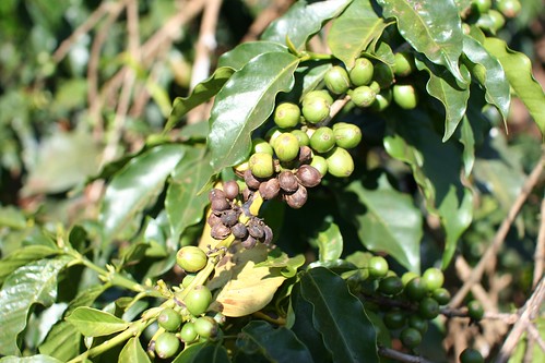 Severe damage by coffee berry disease