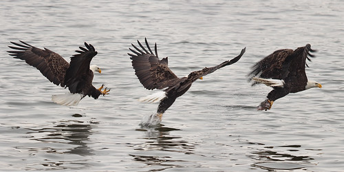 Bald Eagle Fishing Sequence