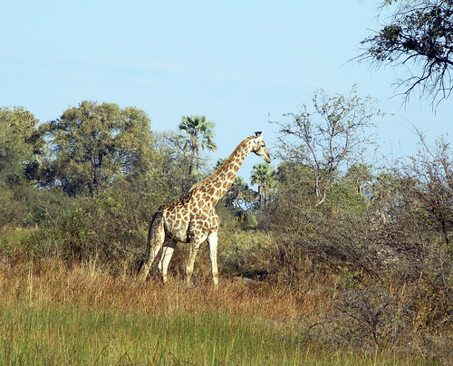 Southern Giraffe by Godutchbaby Flickr.com