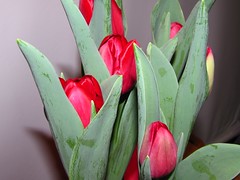Feb-2010-Delores'Tulips