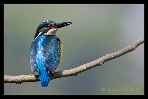 Kingfisher_1 by goodfriend19