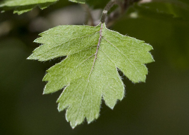 Parsley Leaf Hawthorn