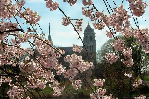 Cherry Blossoms and Cathedral
