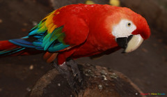 Arara-Vermelha-Grande (Ara chloroptera ou Ara chloropterus) - Red-and-green Macaw (Ara chloropterus)