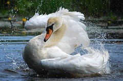 bathing swan