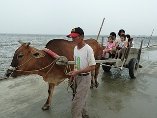 彰化海岸溼地上的牛車，原本是到蚵田採蚵的運輸工具，深具文化意涵，成為此地特色。