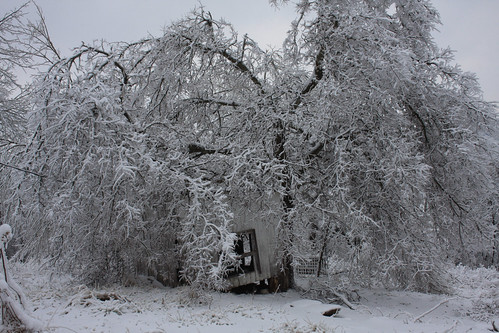Heavy with snow_tree shelters a henhouse_Laurel Co KY