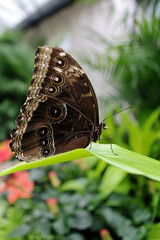Papillons en Fête 2010