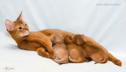 My abyssinians. Pippi & kittens by Abysphere