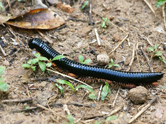 Centipedes, Millipedes, Spiders & Scorpions of Sri Lanka
