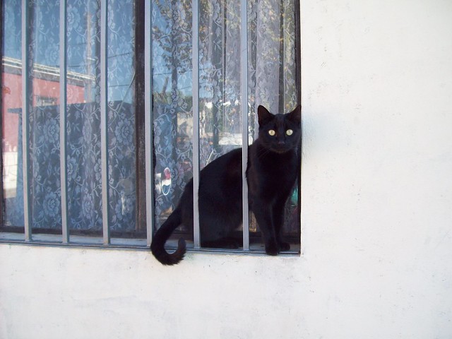 cat, Cerro Alegre