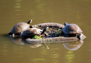 Three Turtles on a floating island