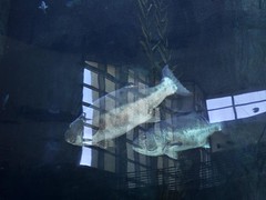 LA 2010: Long Beach Aquarium