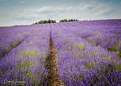 The Lavender Fields At Snowshill