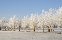 Winter in NL