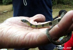 Hill Keelback Snake (Amphiesma monticola)