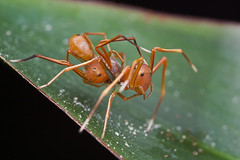 Ant-Mimic Crab Spiders Mating