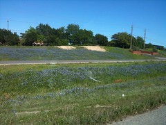 Wildflowers make my drive home wonderful. It's like I live in a Dixie Chick song.
