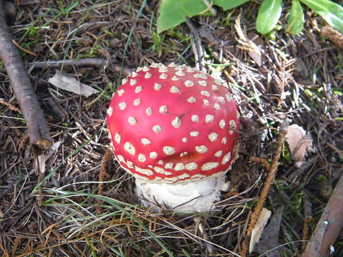 Dotted Mushroom