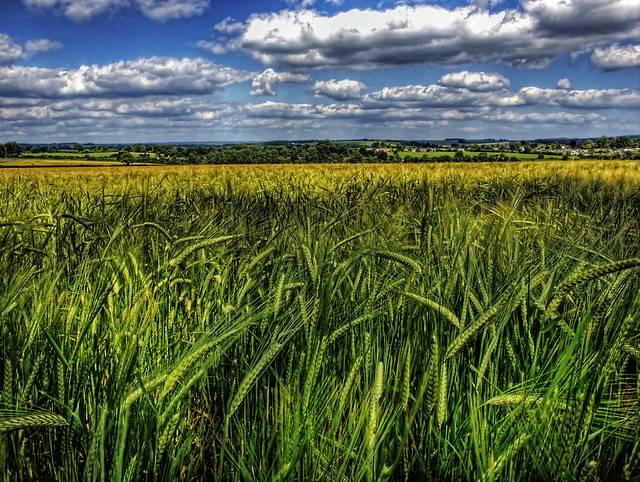 Barley under prehistoric blue skies
