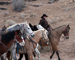 cowboys & cowgirls