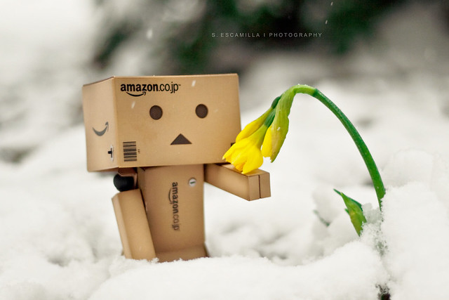 Sad Flower Looking for Spring Danbo comforts this little flower spring 
