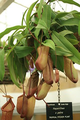 Nepenthes species