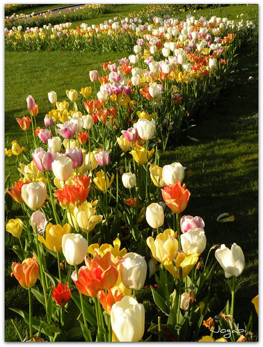 Tulipes by Jogabi-Michèle