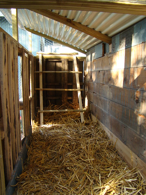 inside chicken coop | Flickr - Photo Sharing!