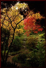Autumnal colour