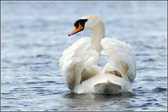 Swans (Mute)